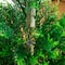 4ft. UV Resistant Artificial Cypress Tower Tree (Indoor/Outdoor)